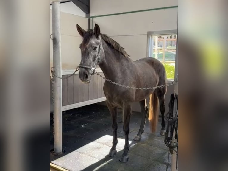 PRE Croisé Jument 4 Ans 163 cm Gris in Coín