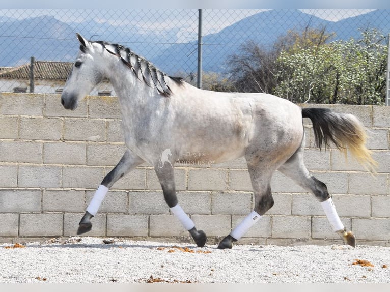 PRE Jument 4 Ans 163 cm Gris in Provinz Granada