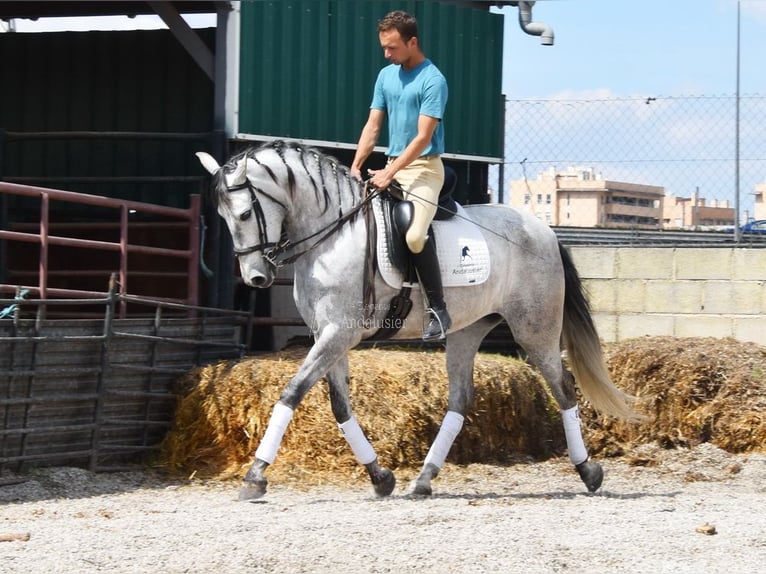PRE Jument 4 Ans 163 cm Gris in Provinz Granada