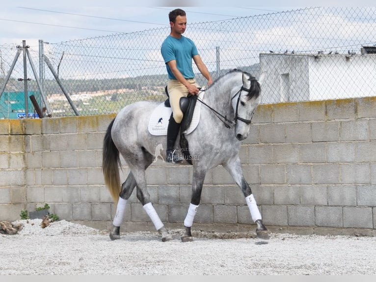 PRE Jument 4 Ans 163 cm Gris in Provinz Granada