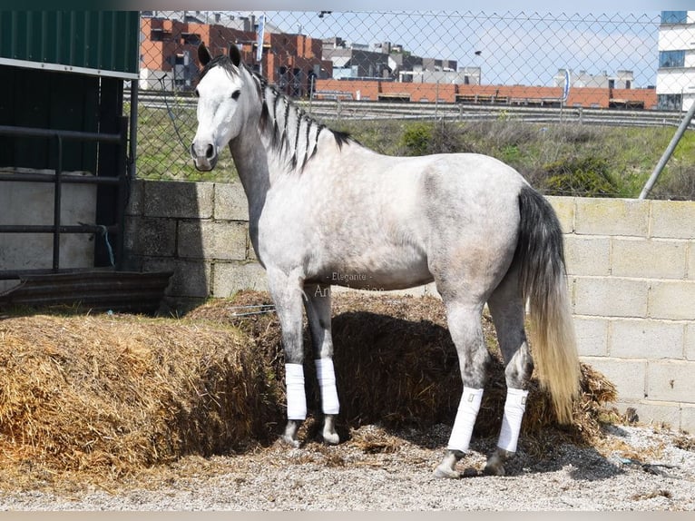 PRE Jument 4 Ans 163 cm Gris in Provinz Granada