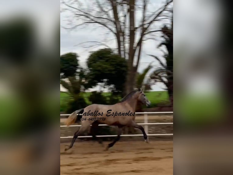 PRE Jument 4 Ans 163 cm Gris in Schimmel