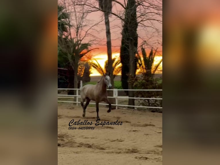 PRE Jument 4 Ans 163 cm Gris in Schimmel