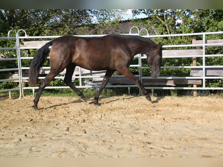 PRE Croisé Jument 4 Ans 163 cm Noir in Kirn