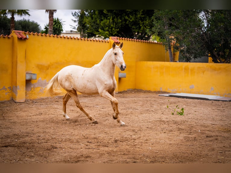 PRE Croisé Jument 4 Ans 163 cm Palomino in Valencia