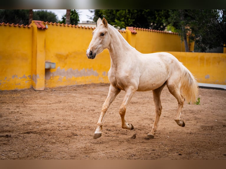 PRE Croisé Jument 4 Ans 163 cm Palomino in Valencia