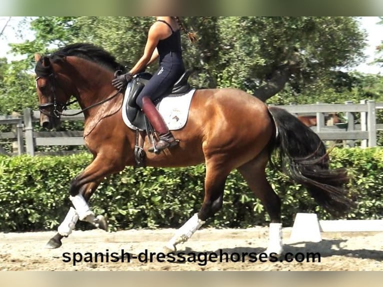 PRE Croisé Jument 4 Ans 164 cm Bai in Barcelona