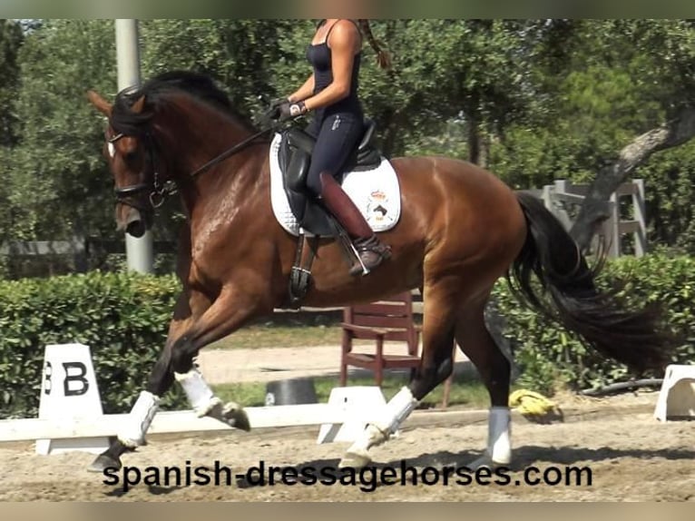 PRE Croisé Jument 4 Ans 164 cm Bai in Barcelona