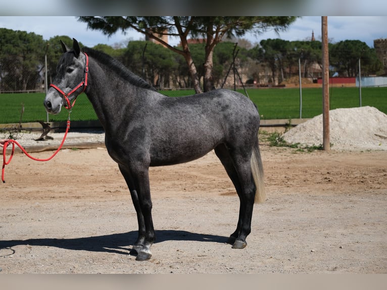 PRE Croisé Jument 4 Ans 164 cm in Hamburg