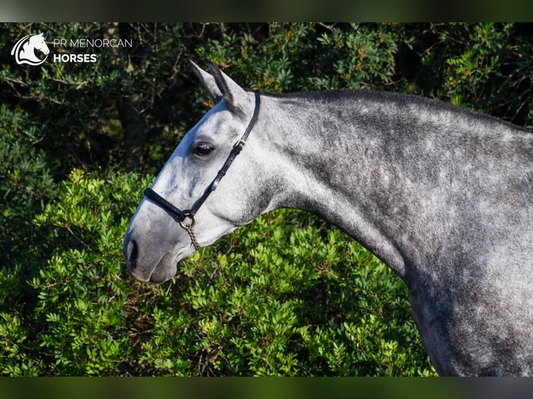 PRE Jument 4 Ans 164 cm Gris in Manresa