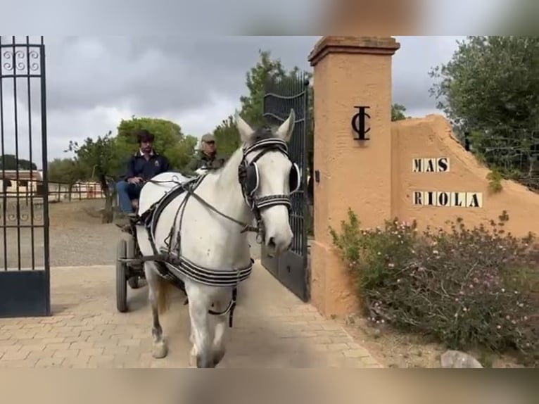 PRE Jument 4 Ans 164 cm Gris in Montbrio Del Camp