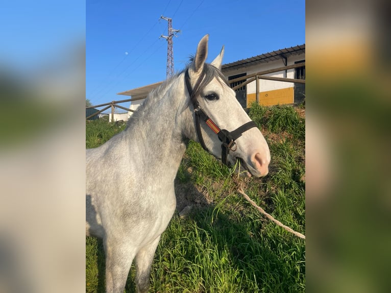 PRE Jument 4 Ans 164 cm Gris in Aachen