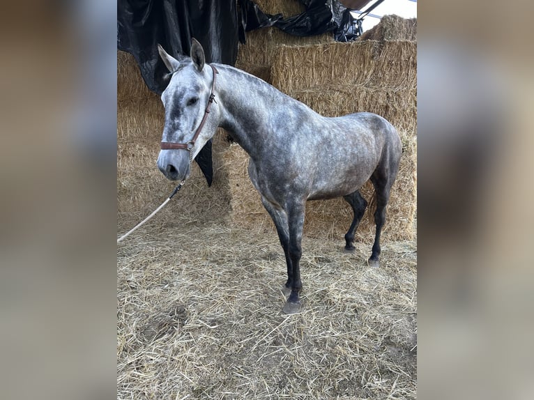 PRE Croisé Jument 4 Ans 164 cm Gris pommelé in Jaen