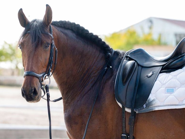 PRE Croisé Jument 4 Ans 165 cm Bai in Navas Del Madroño