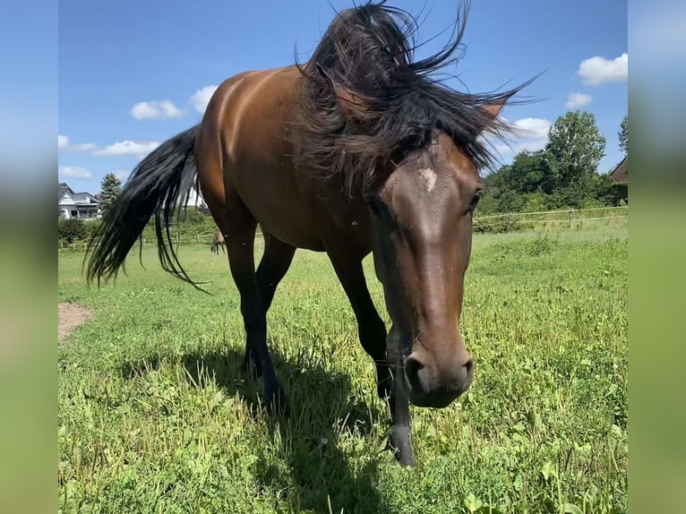 PRE Croisé Jument 4 Ans 165 cm Bai in Weyersheim