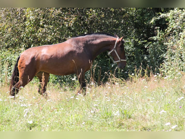 PRE Croisé Jument 4 Ans 165 cm Bai in Brauweiler