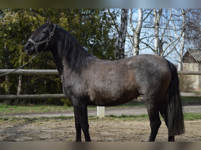 PRE Croisé Jument 4 Ans 165 cm in Kubschütz