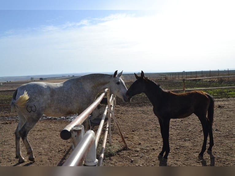 PRE Jument 4 Ans 165 cm in Fuentes De Andalucia