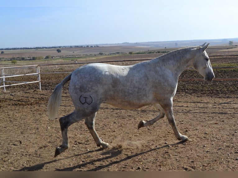 PRE Jument 4 Ans 165 cm in Fuentes De Andalucia