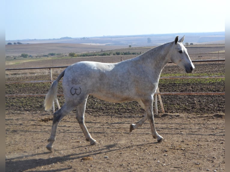 PRE Jument 4 Ans 165 cm in Fuentes De Andalucia