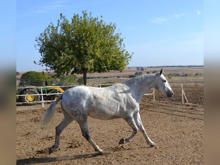 PRE Jument 4 Ans 165 cm in Fuentes De Andalucia