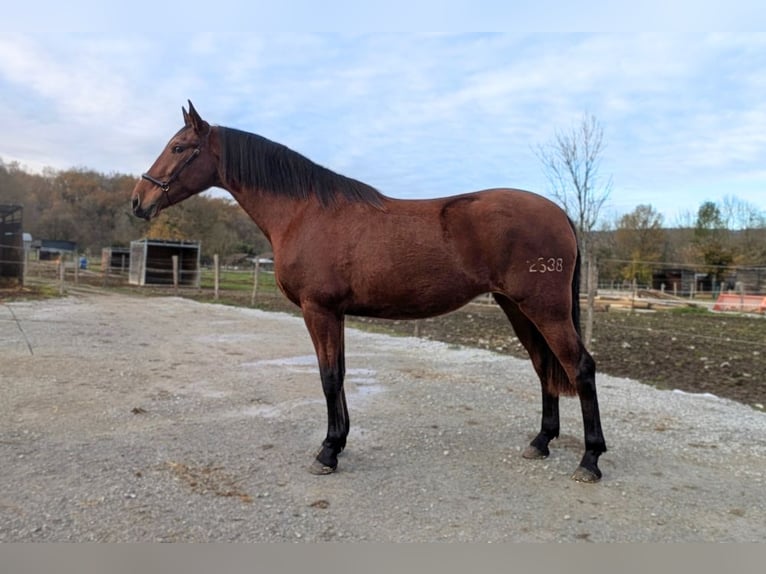 PRE Croisé Jument 4 Ans 165 cm  in Caumont