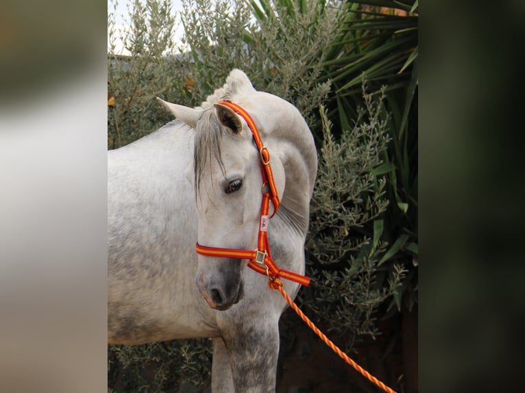 PRE Croisé Jument 4 Ans 165 cm Gris in Vejer de la Frontera