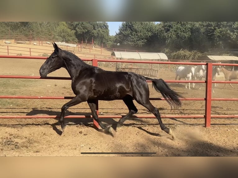 PRE Jument 4 Ans 165 cm Noir in Galaroza (Huelva)