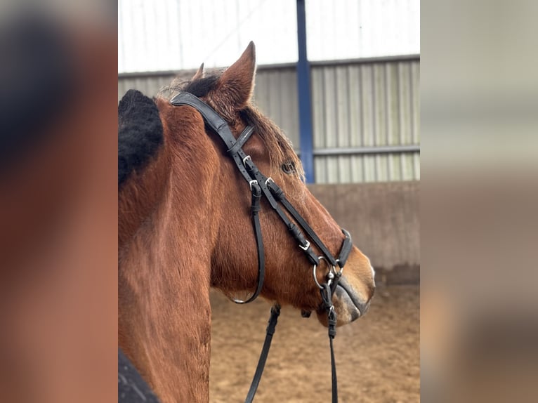 PRE Croisé Jument 4 Ans 166 cm Bai in Bexbach