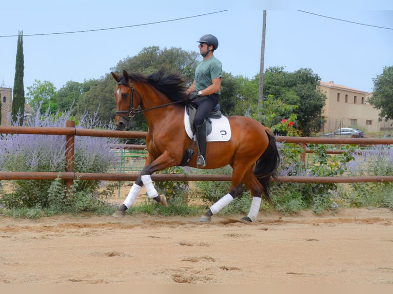 PRE Croisé Jument 4 Ans 166 cm Bai in Matajudaica