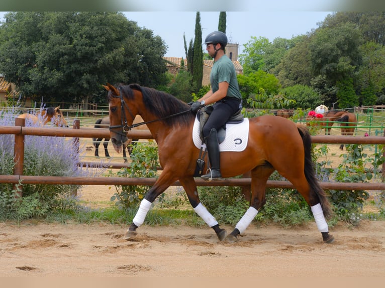 PRE Croisé Jument 4 Ans 166 cm Bai in Matajudaica