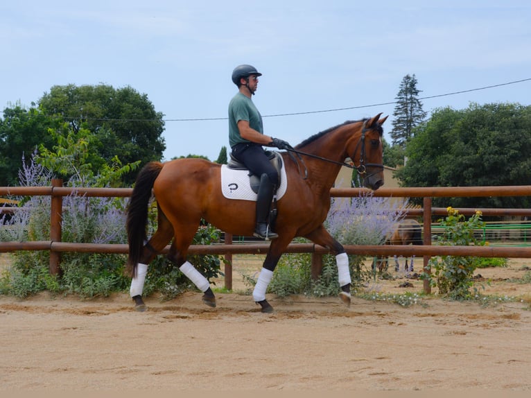 PRE Croisé Jument 4 Ans 166 cm Bai in Matajudaica