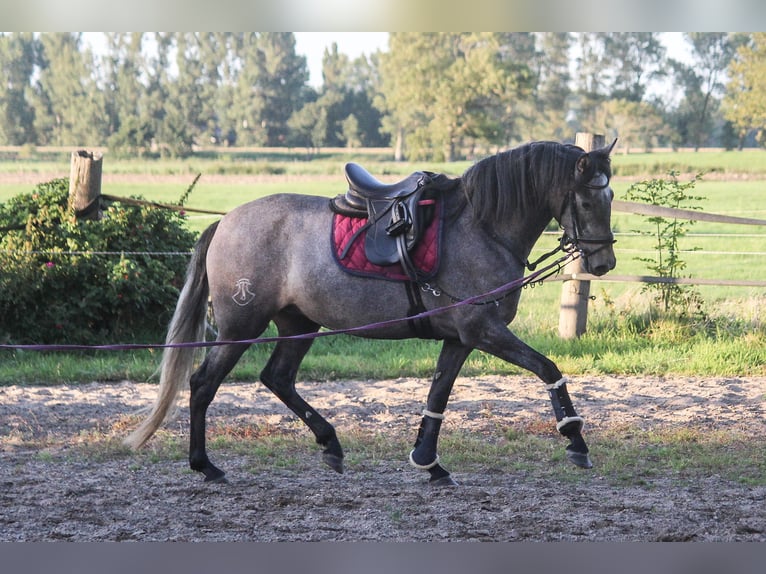 PRE Jument 4 Ans 166 cm Gris in Wremen