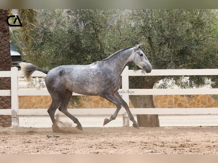 PRE Jument 4 Ans 166 cm Gris pommelé in Puerto Lumbreras