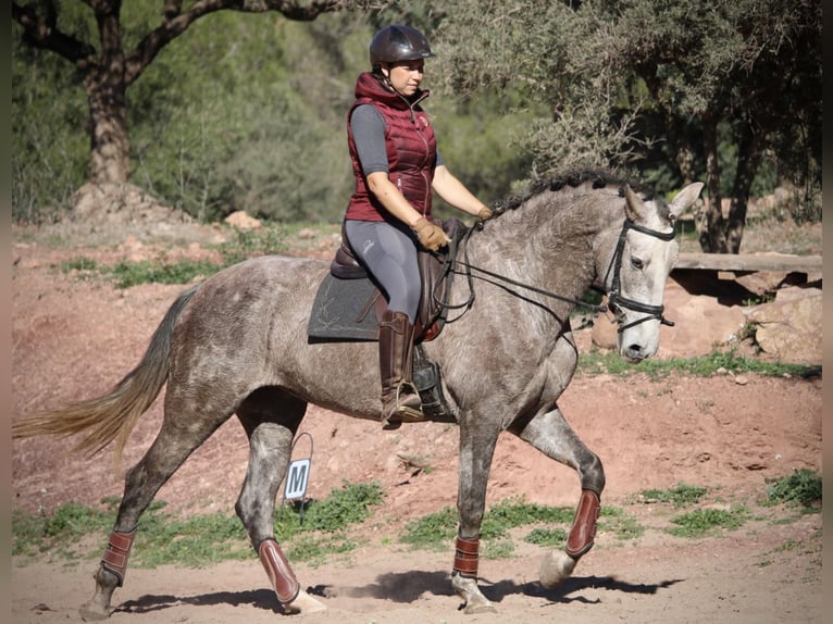 PRE Croisé Jument 4 Ans 166 cm Rouan bleu in Valencia