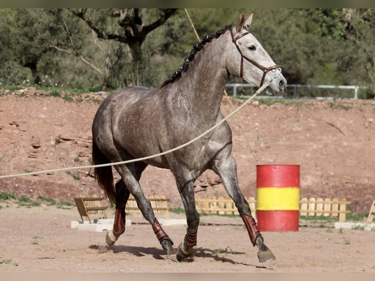 PRE Croisé Jument 4 Ans 166 cm Rouan bleu in Valencia