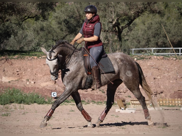 PRE Croisé Jument 4 Ans 166 cm Rouan bleu in Valencia