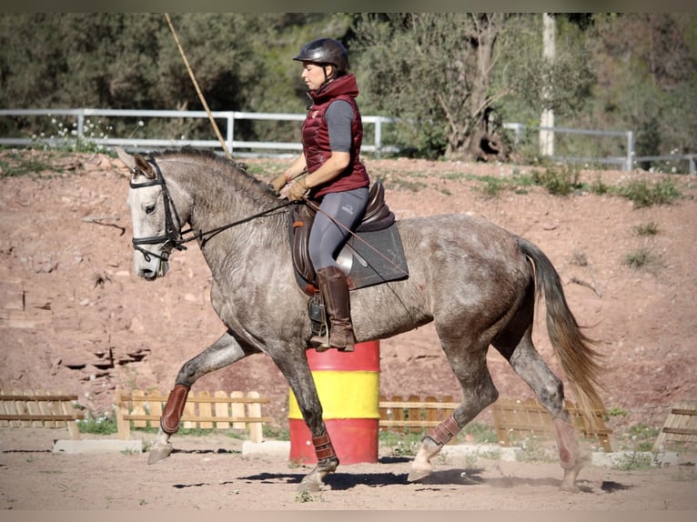 PRE Croisé Jument 4 Ans 166 cm Rouan bleu in Valencia