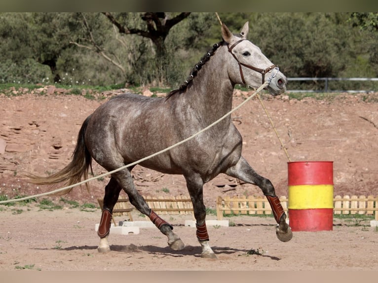 PRE Croisé Jument 4 Ans 166 cm Rouan bleu in Valencia