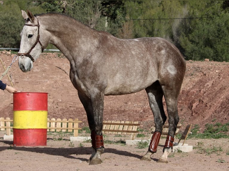 PRE Croisé Jument 4 Ans 166 cm Rouan bleu in Valencia