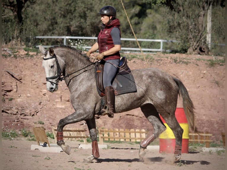 PRE Croisé Jument 4 Ans 166 cm Rouan bleu in Valencia