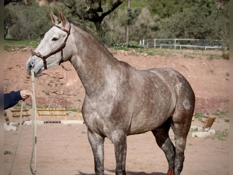 PRE Croisé Jument 4 Ans 166 cm Rouan bleu in Valencia