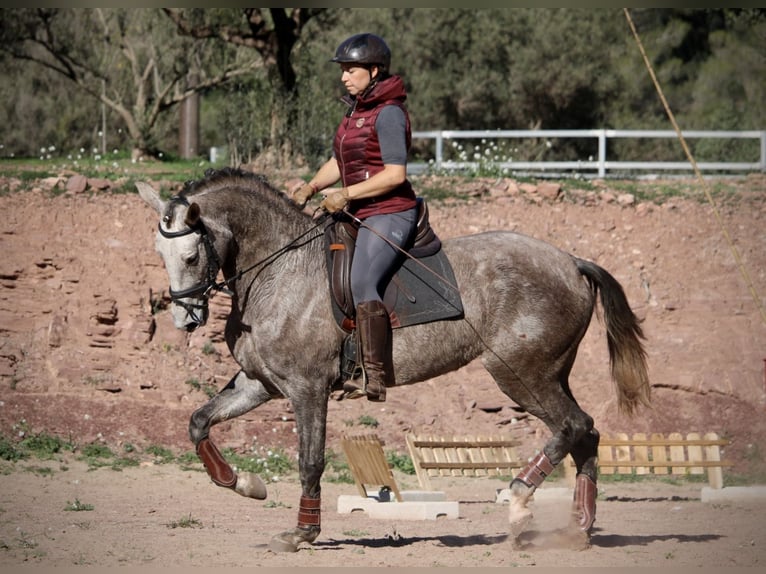 PRE Croisé Jument 4 Ans 166 cm Rouan bleu in Valencia