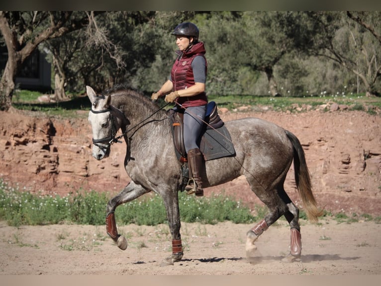 PRE Croisé Jument 4 Ans 166 cm Rouan bleu in Valencia