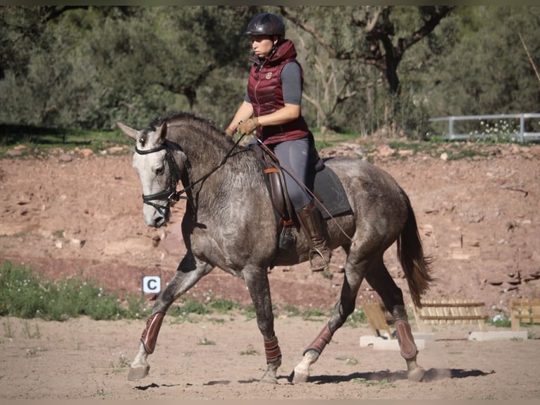 PRE Croisé Jument 4 Ans 166 cm Rouan bleu in Valencia