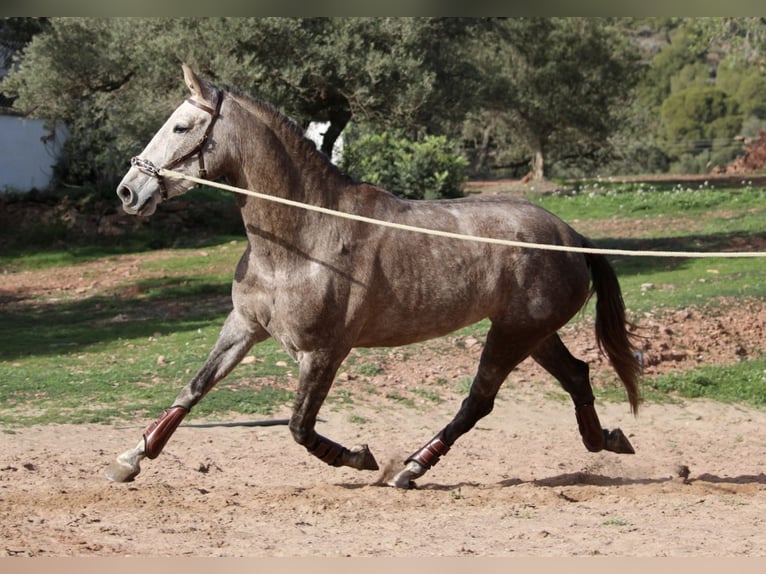 PRE Croisé Jument 4 Ans 166 cm Rouan bleu in Valencia