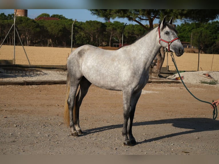 PRE Croisé Jument 4 Ans 167 cm Gris pommelé in Hamburg