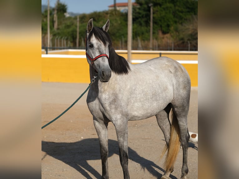 PRE Croisé Jument 4 Ans 167 cm Gris pommelé in Hamburg