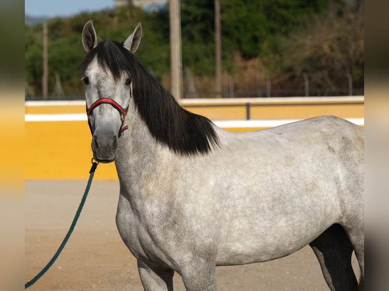 PRE Croisé Jument 4 Ans 167 cm Gris pommelé in Hamburg