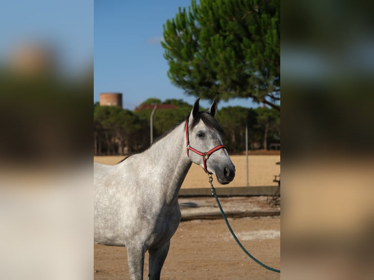 PRE Croisé Jument 4 Ans 167 cm Gris pommelé in Hamburg